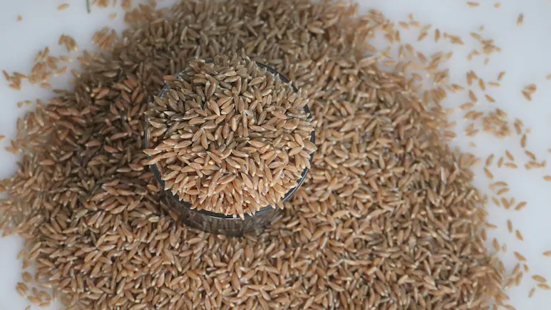 Khapli wheat grains